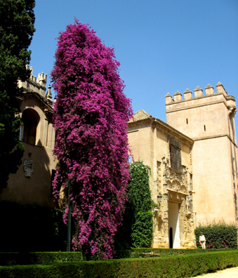 SEVILLA: The original inhabitants would have been amazed by this towering bougainvillea, first brought back from the South Pacific by the French explorer Bougainville in the 18th century.