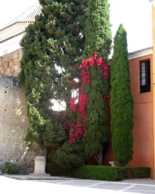 SEVILLA: More plants in the elaborate gardens.