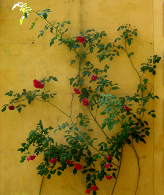 Rosebush in the Alcazar gardens, Sevilla
