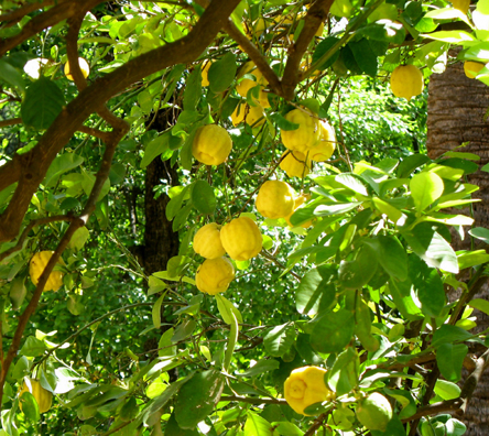 SEVILLA: We saw orange trees everywhere; only here did we see a lemon tree.