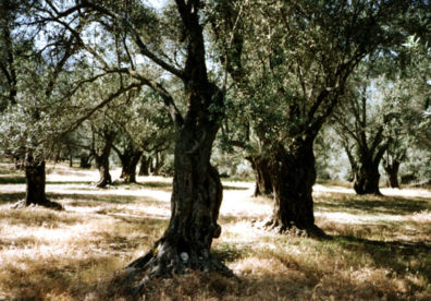 NAXOS: Ancient gnarled olive trees.