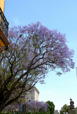 SEVILLA: All over town, jacaranda trees were ablaze with blooms.