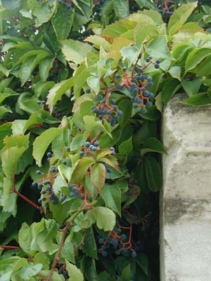 EPHESUS: It's a safe bet that Paul walked down the Curetes Way. Were the berries growing here then too?
