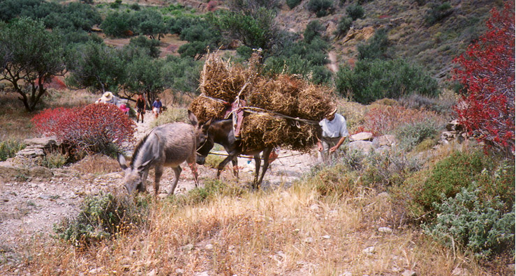 AMORGOS: June 3 Zac led us on a hike from Lakki along steep mountain mule tracks on this largely roadless island.