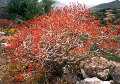 AMORGOS: A bush ablaze with color.