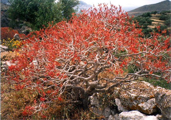 AMORGOS: A bush ablaze with color.