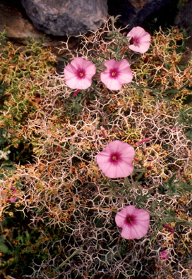 AMORGOS: The geometric patterns created by the thorns of the plant were intriguing.