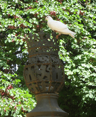 SEVILLA: White dove on a street light in the Parque Maria Luisa. For most of our stay in Spain, to be out of doors was to hear a constant background of birdsong. Parque Maria Luisa, Sevilla
