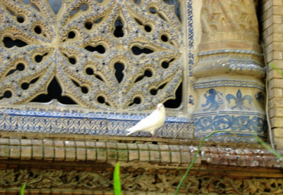 SEVILLA: Another dove on a Royal Pavilion window ledge, part of the structures built for the Ibero-American Exposition of 1929.