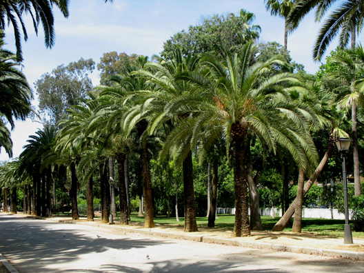 SEVILLA: The Moors planted palms all over southern Spain to remind them of home. They remain the most visible reminder of their presence in the area.