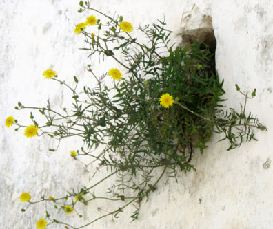 VEJER DE LA FRONTERA: Flowers sprang from every crevice.