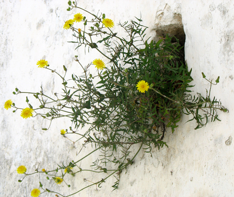 VEJER DE LA FRONTERA: Flowers sprang from every crevice.