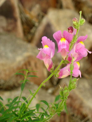 VEJER DE LA FRONTERA: Wild snapdragons, which we saw blooming all over