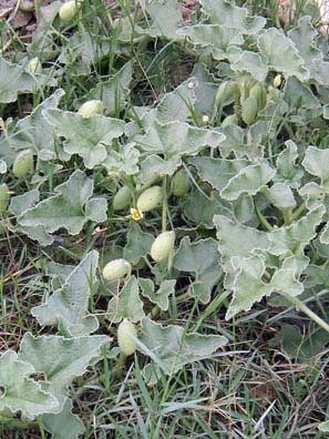 EPHESUS: The buds on these poppy plants growing on the site reminded Paul of a shape associated with Cybele.