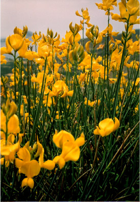 AMORGOS: We frequently paused to admire the wildflowers (and catch our breath).