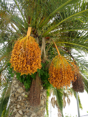 VEJER DE LA FRONTERA: Date palms in Vejer.