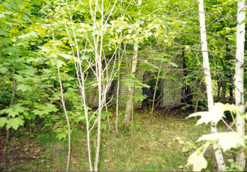 The playground today, abandoned and overgrown.