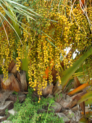 VEJER DE LA FRONTERA: Different angle of the Date Palms.