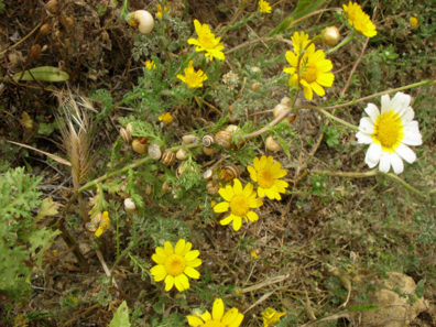 VEJER DE LA FRONTERA: Near windmills. How many snails can munch on a flower stem?