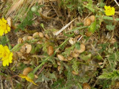 VEJER DE LA FRONTERA: A lot!