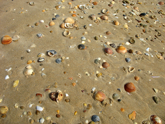 CONIL: The beach at Conil is a shell-collector's paradise.