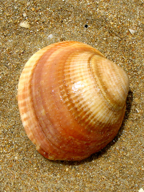 CONIL: The yellow sand is sprinkled with pretty shells, little trash, and no seaweed.