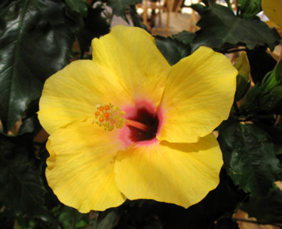 CONIL: In a cafe on Playa los Bateles, Conil