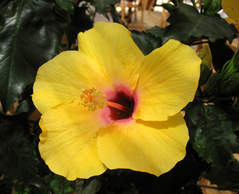 CONIL: In a cafe on Playa los Bateles, Conil