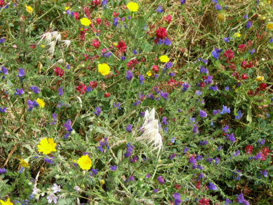CONIL: The area adjacent to the beach was carpeted with wildflowers.