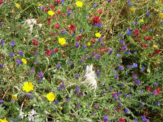 CONIL: The area adjacent to the beach was carpeted with wildflowers.