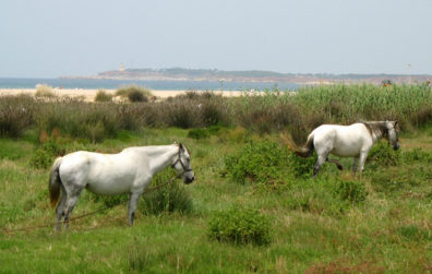 CONIL: A pair of horses grazed among the flowers.