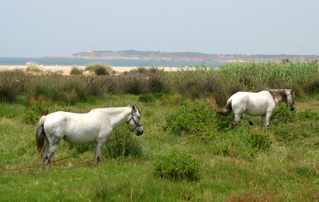 CONIL: A pair of horses grazed among the flowers.