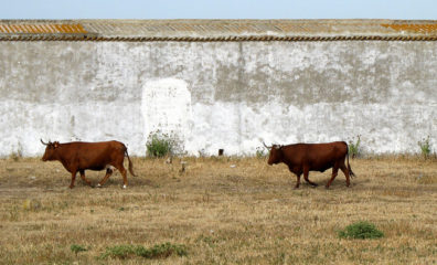 CONIL: There’s a cattle ranch near the beginning of the beach.