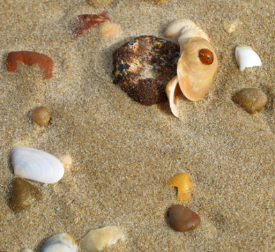 CONIL: For some reason, there were lots of these ladybugs on the shoreline, far from the vegetation.