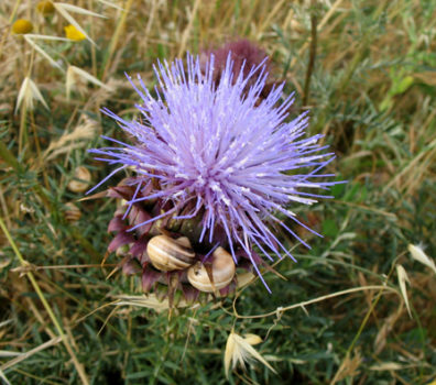 CONIL: I had seen a woman eating a huge plate of snails like these nearby; here they were gathered on a thistle stem under the tower.