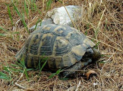 PRIENE: The only sign of life nearby was this handsome tortoise.