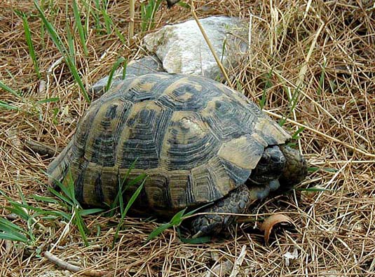 PRIENE: The only sign of life nearby was this handsome tortoise.