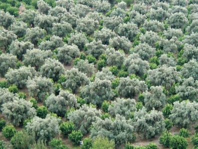PRIENE: Alexander had a great view off the edge of a cliff to the sea. Now the land once covered by salt water is planted with alternating fig and olive trees.