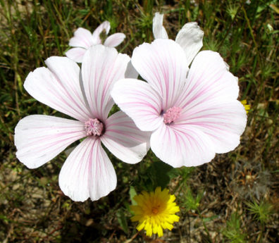 UBRIQUE: On hill overlooking Ubrique.