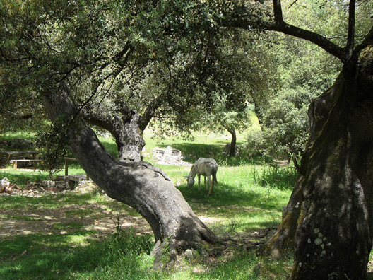 PARQUE NATURAL DE LOS ALCORNOCALES: Horse grazing in a roadside picnic spot in the Parque Natural de los Alcornocales.