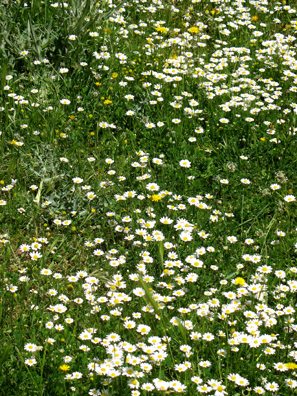 PARQUE NATURAL DE LOS ALCORNOCALES: The ground was carpeted with flowers . . .