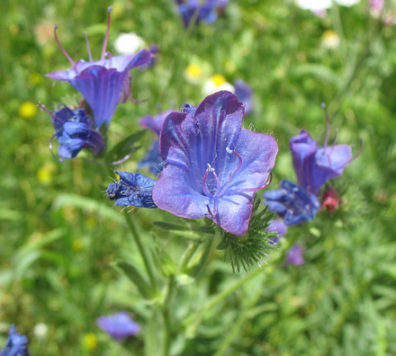 PARQUE NATURAL DE LOS ALCORNOCALES: