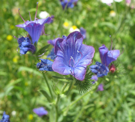 PARQUE NATURAL DE LOS ALCORNOCALES: