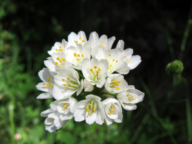 PARQUE NATURAL DE LOS ALCORNOCALES: . . . including these lovely white ones.