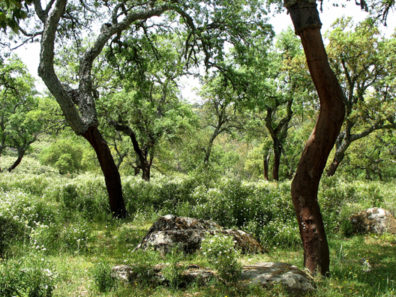 PARQUE NATURAL DE LOS ALCORNOCALES: A bit further on we stopped to explore a cork-oak forest.