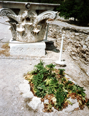 ATHENS: As in the Roman Forum, acanthus is grown so tourists can compare its ornate leaves with the way they are depicted on Corinthian capitols. This particular plant seemed to be a little unhappy in the full sun.