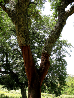 PARQUE NATURAL DE LOS ALCORNOCALES: The lower part of the bark has been peeled away to harvest the cork. Parque natural de los Alcornodales.