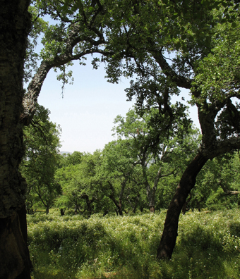 PARQUE NATURAL DE LOS ALCORNOCALES: Bees in an apiary here were feeding on the abundant flowers