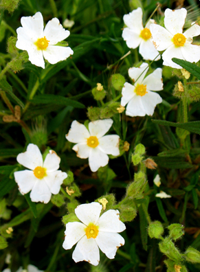 PARQUE NATURAL DE LOS ALCORNOCALES: The air was redolent of honey. An enchanted spot.
