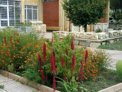 AFRODISIAS MUSEUM: The entry to the fine little museum on the site, well worth the extra price of admission. This is amaranth blooming in the courtyard by the entrance.